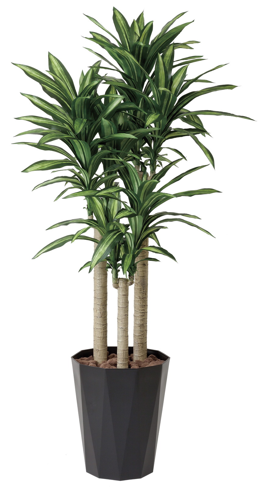 【別途送料】新品番YAT401R550 幸福の木 1.8