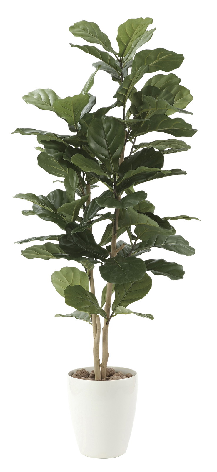 【別途送料】カシワバゴム1.35