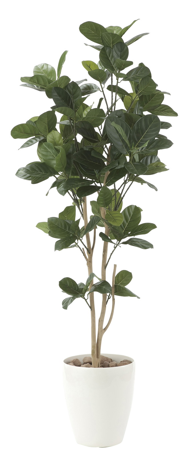 【別途送料】パンの木1.25