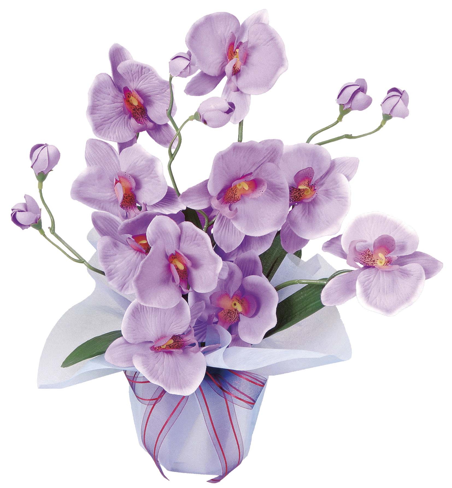 �y�ʓr�����zί�̧��