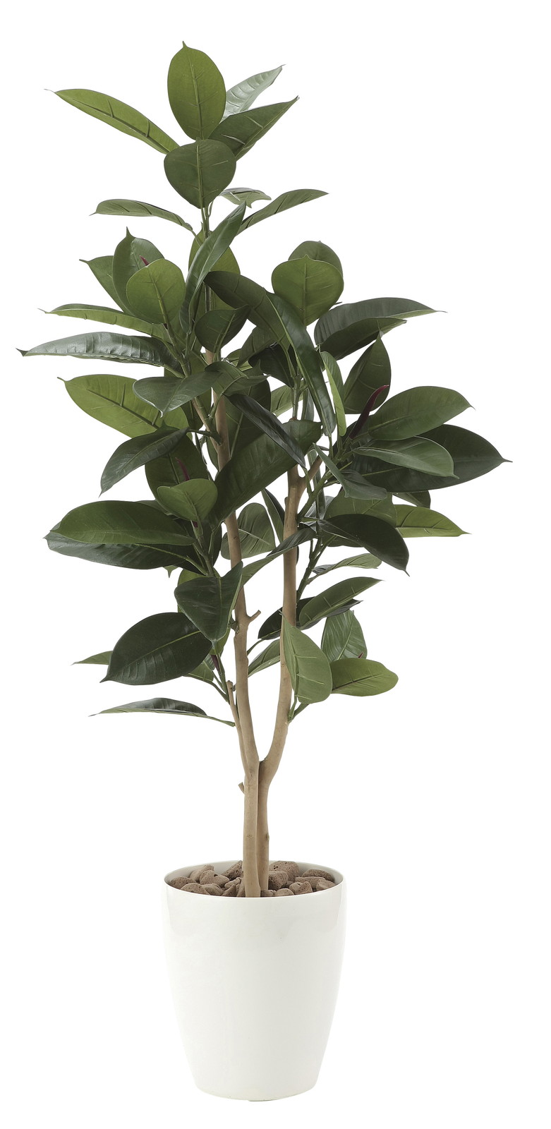 【別途送料】ゴムの木1.25