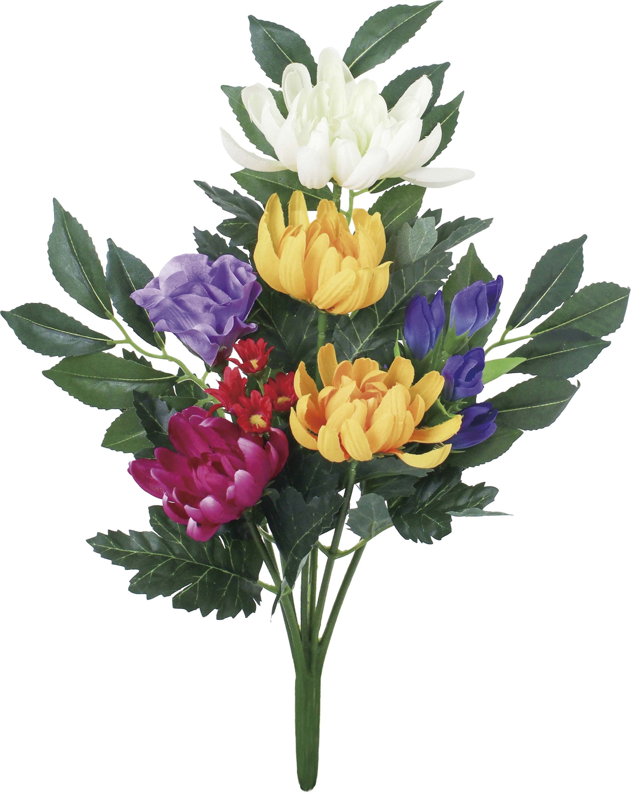 エコブッカブッシュマム(2P)