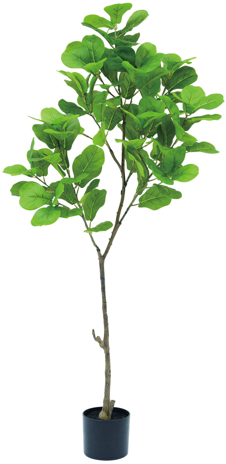 �y�l��z���s�z�y�ʓr����A�z�������ذ�125cm