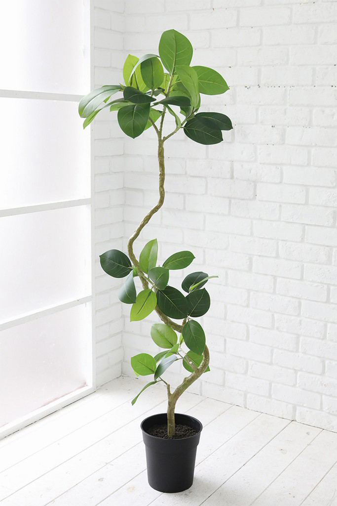 フィカス　エルメス　植物　インテリア 個人宅配送不可】ﾌｨｶｽ・ｸﾞﾘｰﾝ: インテリアグリーン（鉢物・樹木