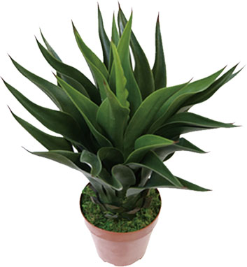 【個人宅不可】【別途送料】アガベバリィ60