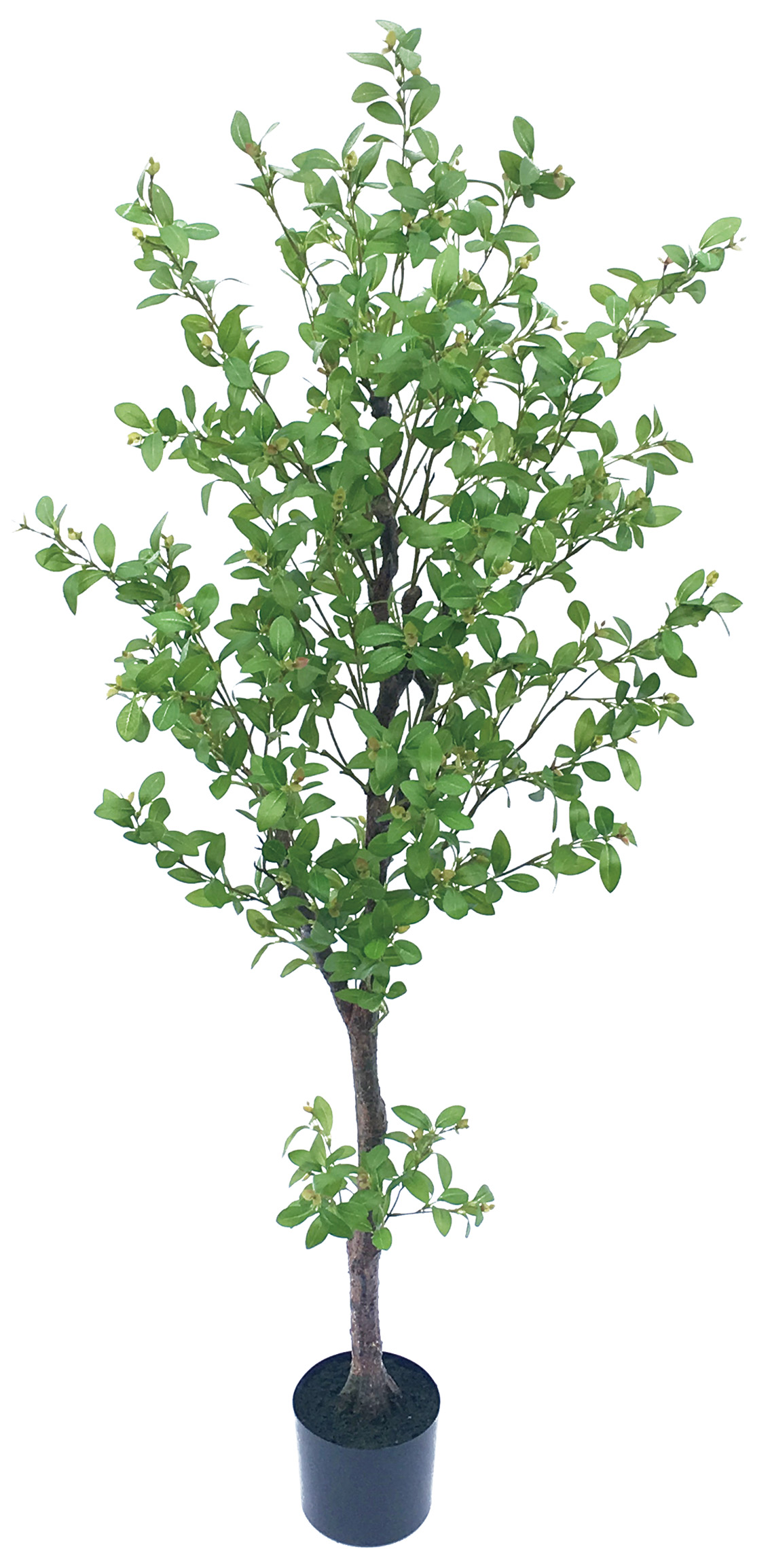 【個人宅不可】【別途送料】フィッカスツリー170