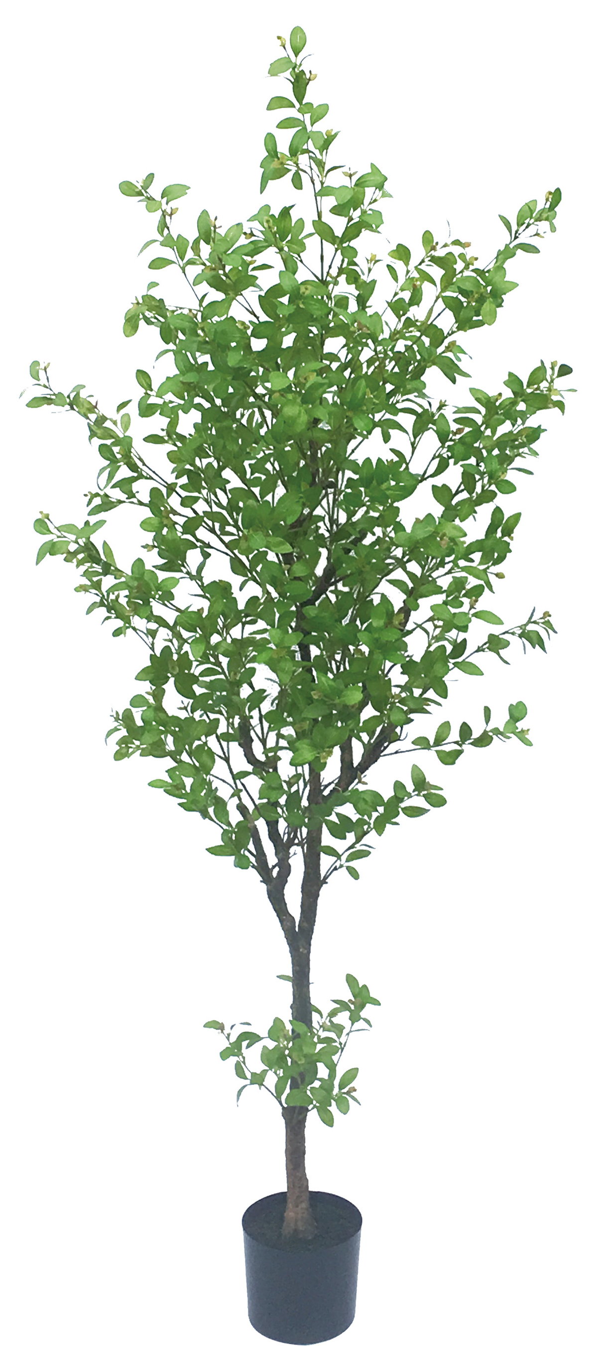 【個人宅不可】【別途送料】フィッカスツリー210