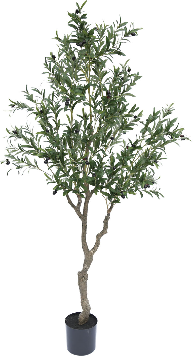 【個人宅不可】【別途送料】オリーブの木210