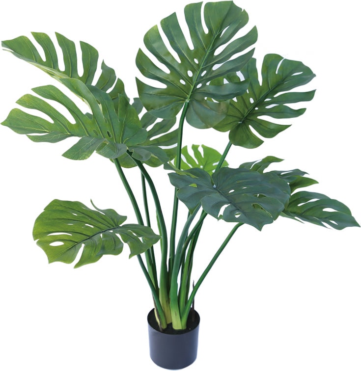 【個人宅不可】【別途送料】ジャンボモンステラ115