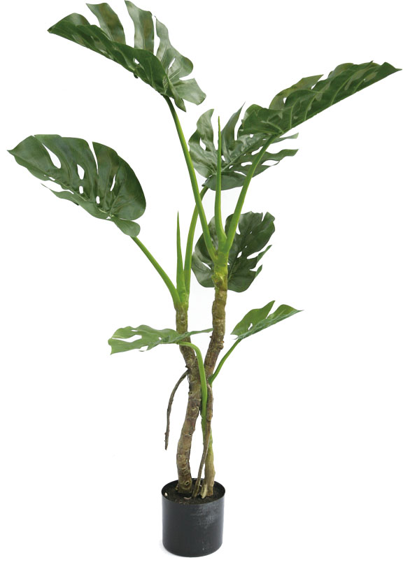 【個人宅不可】【別途送料】モンステラ120