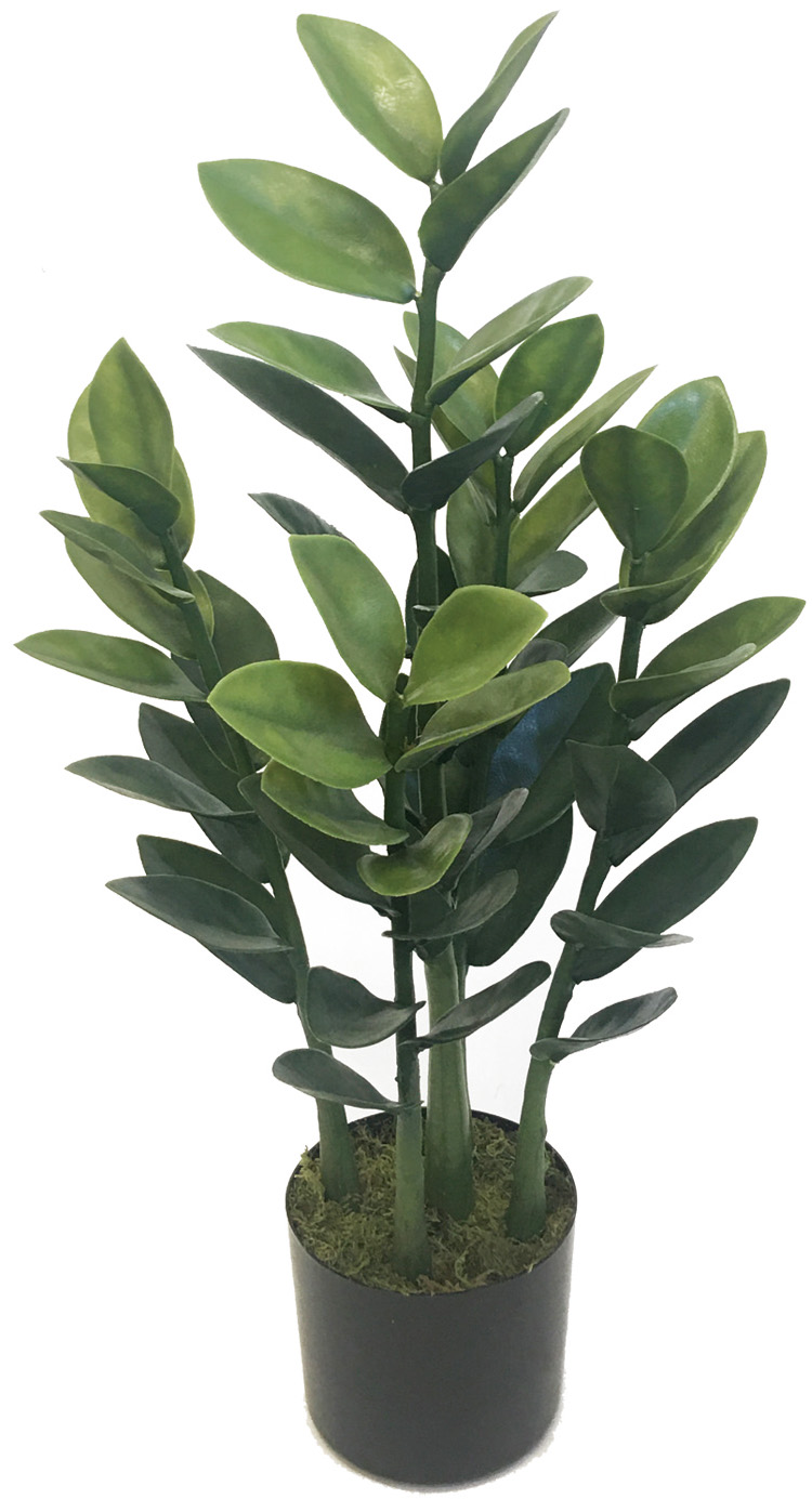 【個人宅不可】【別途送料】ザミオクルカス70