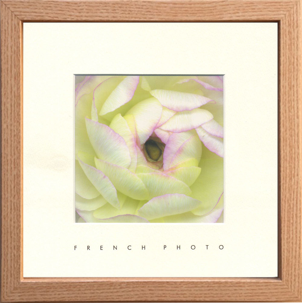 ylzszyTȓzFrench Photography Ranunculus