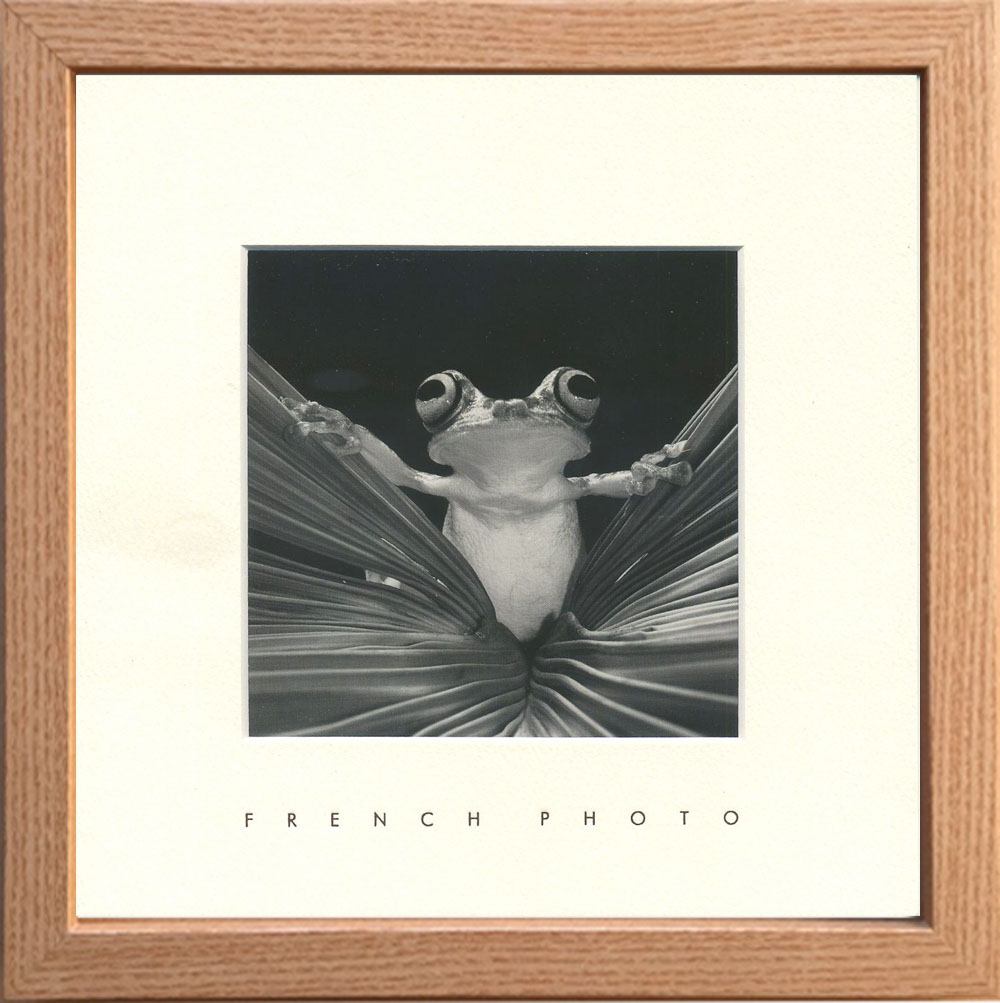 【個人宅配送不可】【5日以内】FrenchPhotographyTreeFrogQueen