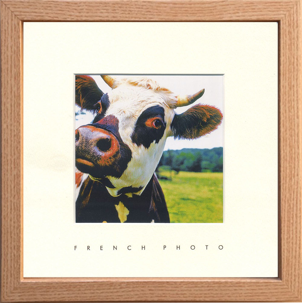 ylzszyTȓzFrench Photography A Cow