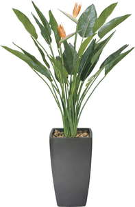 【送料別途】ア−トストレチア花付1.8