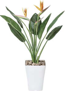 【送料別途】ストレチアS花付 1.0