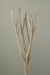 【送料別途】アーティーチョーク N★