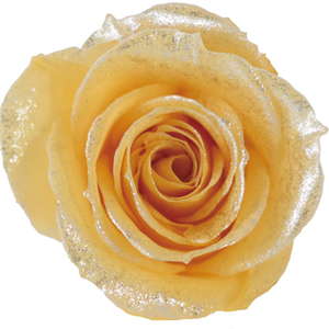 PMバースローズ ゴールドパール