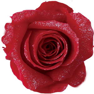 PMバースローズ ルビー