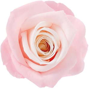 Primaveraj[iLfB[@~NXgx[