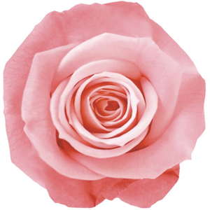 Primaveraj[iLfB[@Xgx[