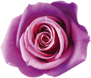 Primaveraj[iLfB[@O[v^g