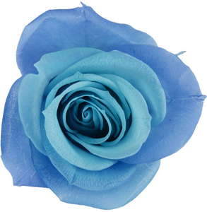 Primaveraj[iLfB[@u[nC