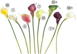 カラーリリィ(S)