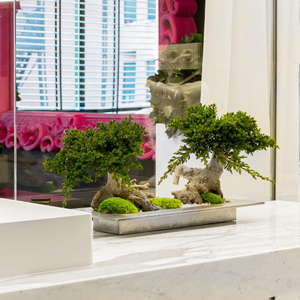 VD盆栽ドゥーエ・ステーロ