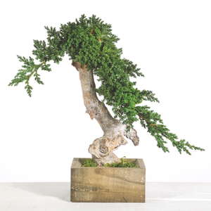 VD盆栽ウノ・ステーロ