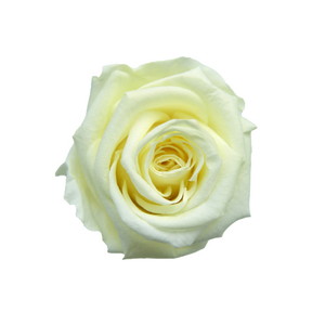 メディアナローズ フレンチバニラ