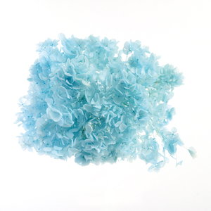 ����� ײ���ٰ