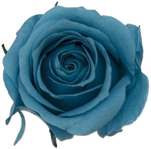 PM ベベ(9) ブルー