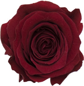 PM ベベ(9) テラコッタ