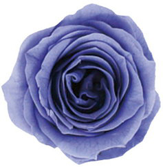 PM ベベ(9) フジイロ