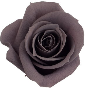 PM ベベ(9) チャコール