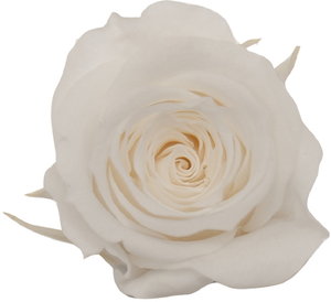 PM ベベ(9) スノーホワイト