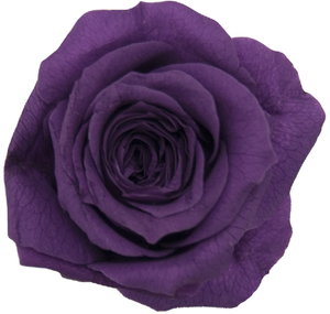 PM ベベ(9) グレープ