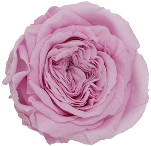 PMナナガーデンローズ プリンセスピンク