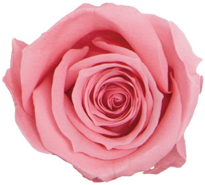 GPミアローズブライダルピンク