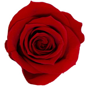 GPミアローズバルク