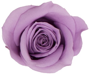 GPミアローズバルク