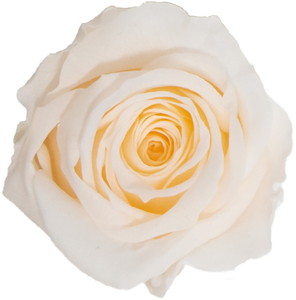 GPミアデミローズクリーミーピーチ