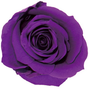 GPミアデミローズ パープル