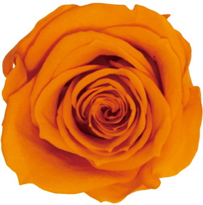 GPミアデミ ローズ オレンジ