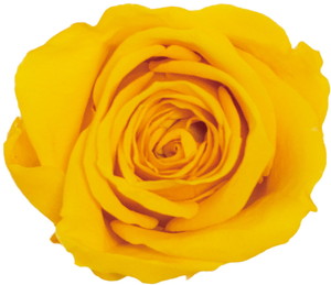 GPミアデミローズ サフランイエロー