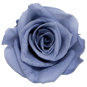 GPミアデミローズアシュレーブルー