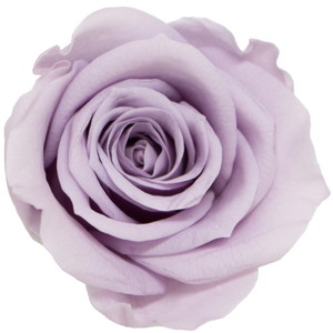 GPミアデミローズミスティパープル