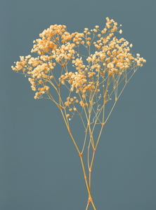 ��Б�����ް��� �ޭر��ݼ�