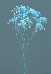 ��Б�����ް��� ��ٰ